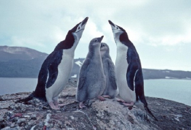 Huge penguin colony at risk from erupting volcano